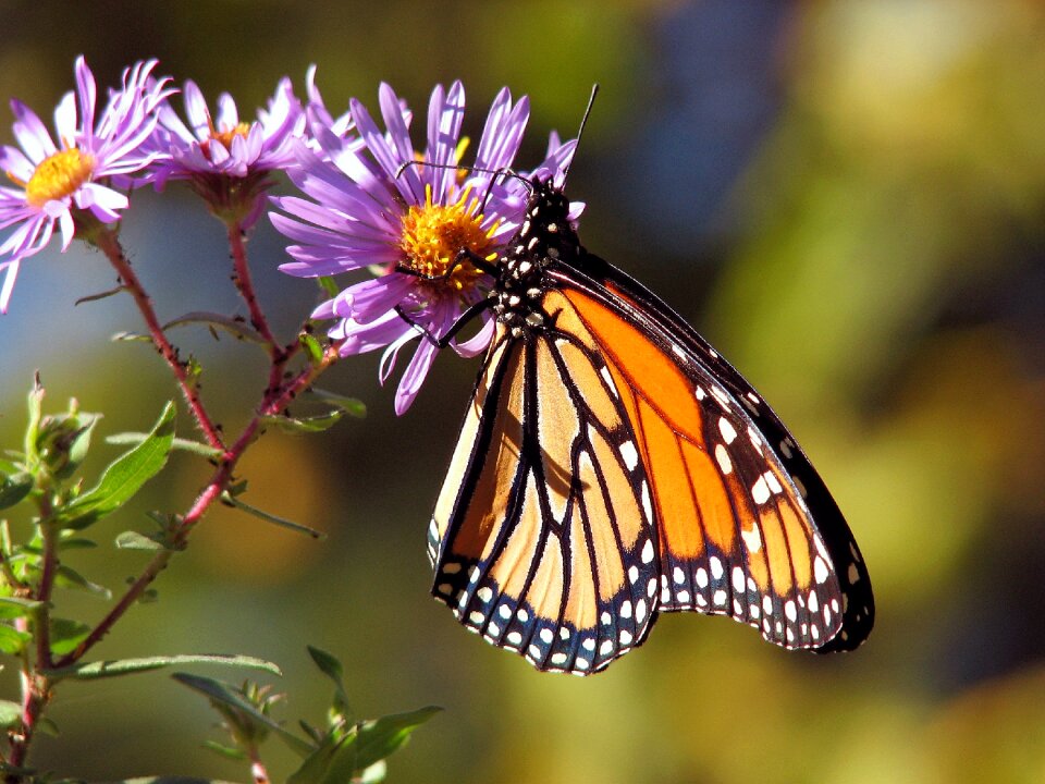 Orange and Black Polka Dot Butterfly Perch on Purple Flower during Daytime