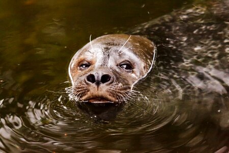 Free stock photo of animal, aquatic, brown photo