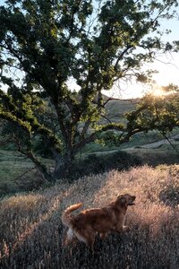 Short-coated Tan Dog on Grass Field Near Tree photo