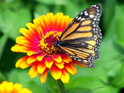 Black and Yellow Butterfly on Red and Yellow Flower photo