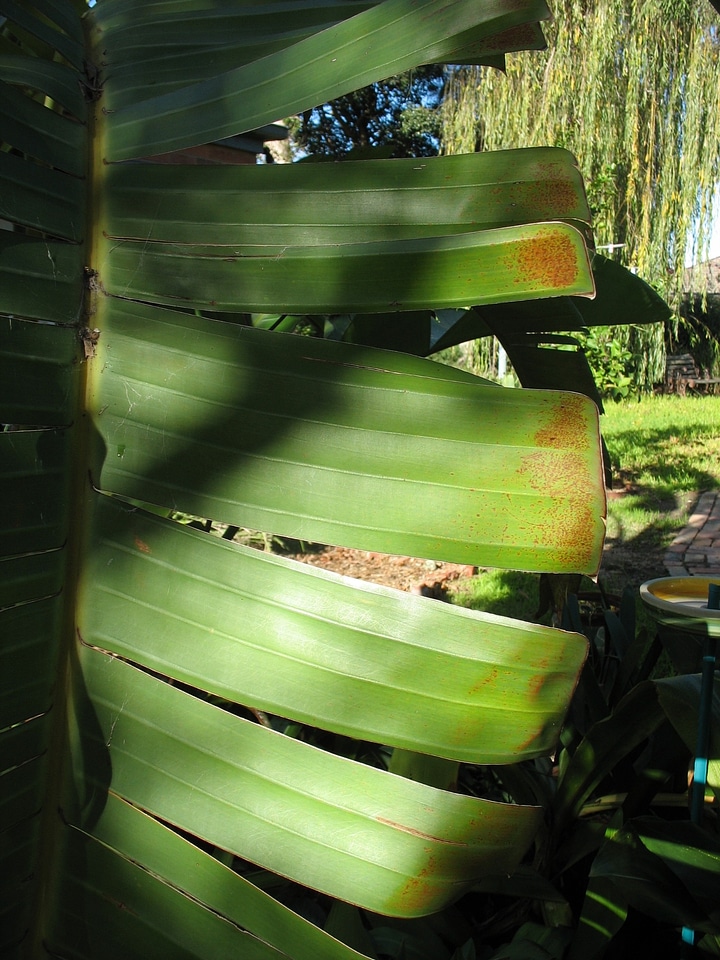 Banana plants flora