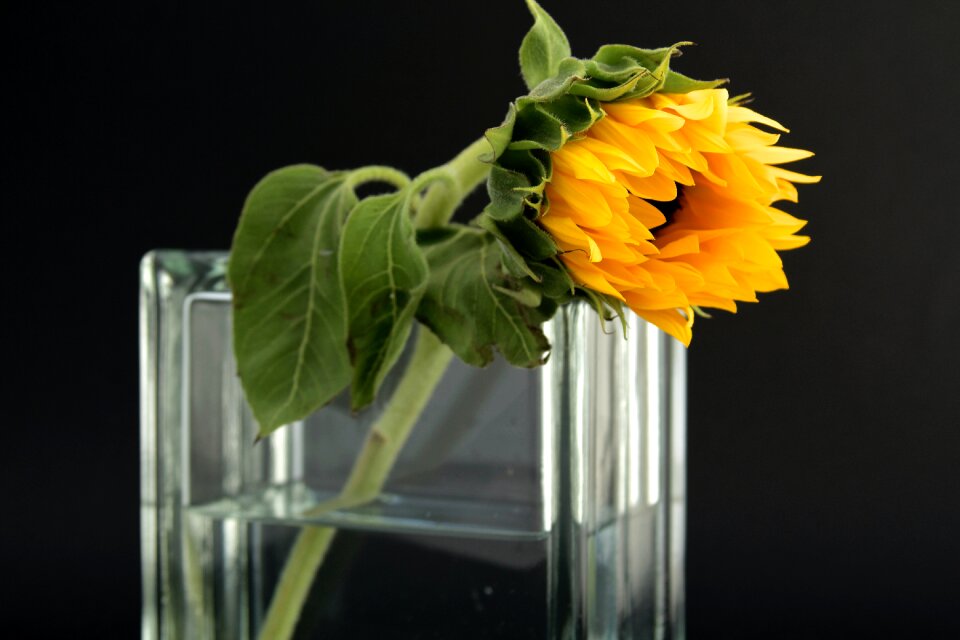 Sunflower in Clear Glass Vase With Water