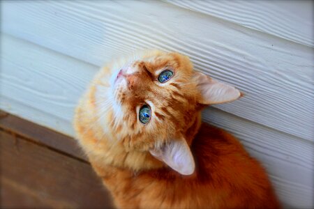 Close Up Photo of Tabby Cat photo