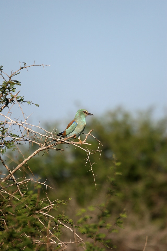 Perched thorn bush colourful plumage