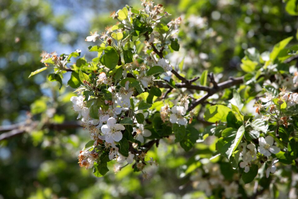 Free stock photo of flowers, nature, summer