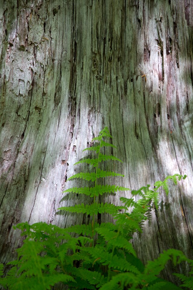 Free stock photo of ferns, nature, trees