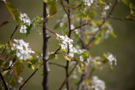 Free stock photo of flowers, nature, summer photo