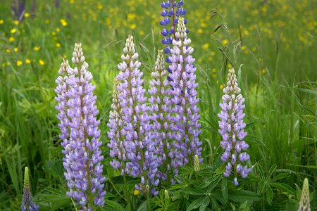 Free stock photo of flowers, grass, lupines photo