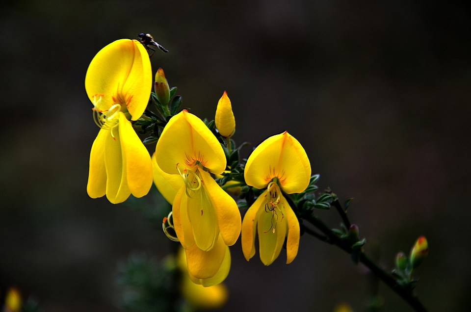 Cytissus broom plant