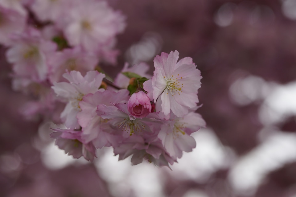 Spring blossom close up