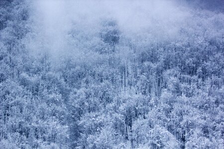 Frozen Trees during Daytime