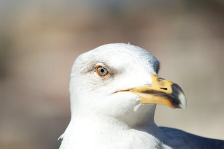 Sea Eagle Close Up Photography