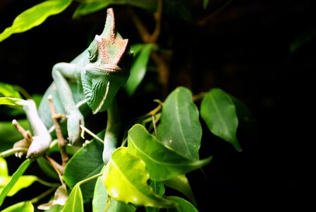 Green Brown Gecko photo