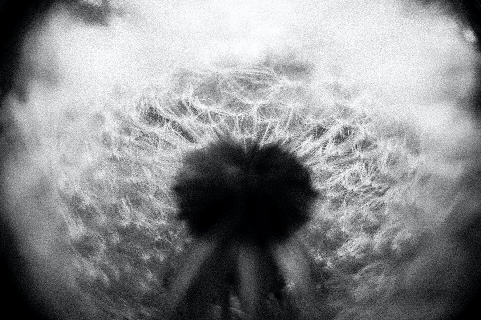 Free stock photo of dandelion