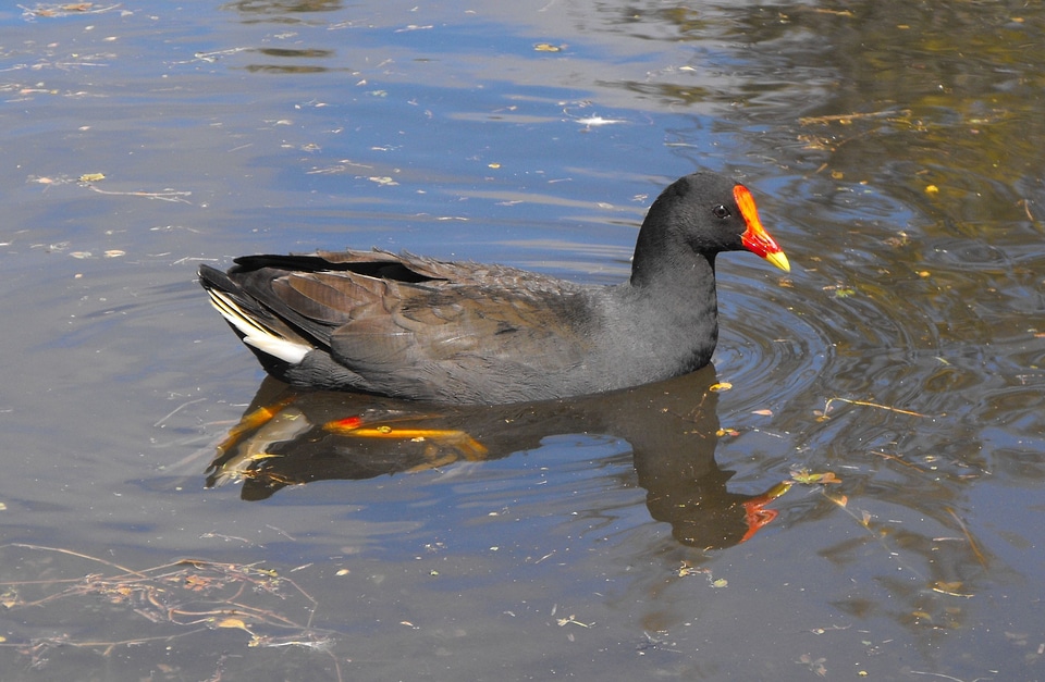 Water bird bird fly