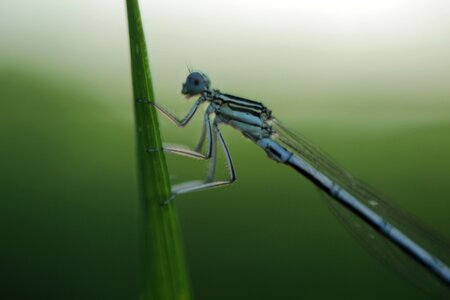 Free stock photo of close-up, damselfly, insect photo