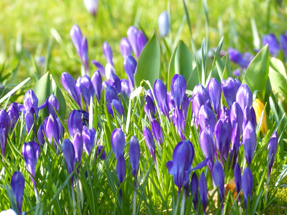 Violet blue bloom