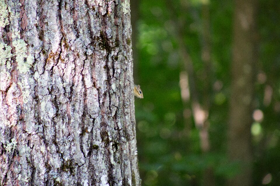 Grey Squirrel on the Tree during Daytime photo