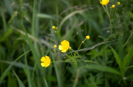 Free stock photo of flowers, grass, nature