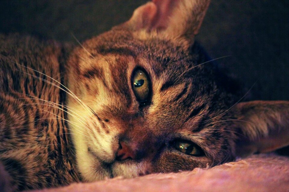 Brown Tabby Cat Laying on Pink Textile