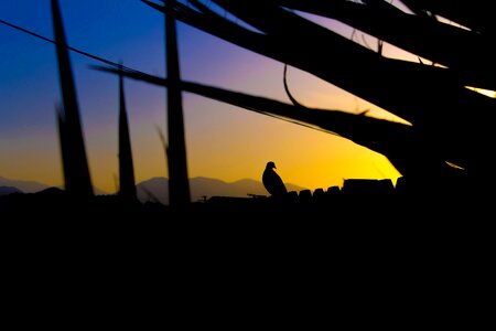 Bird Perch on Rails Silhouette photo