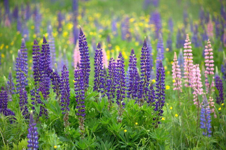 Free stock photo of flowers, grass, landscape photo