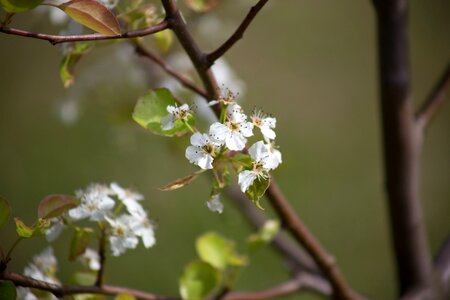 Free stock photo of flowers, nature, summer