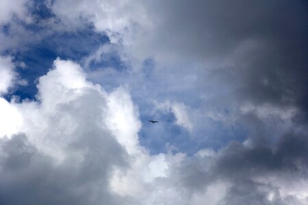 Free stock photo of animals, clouds, nature