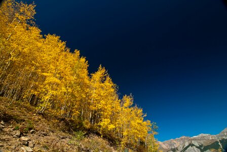 Yellow Leaf Tree on Brown Mountain Slope photo