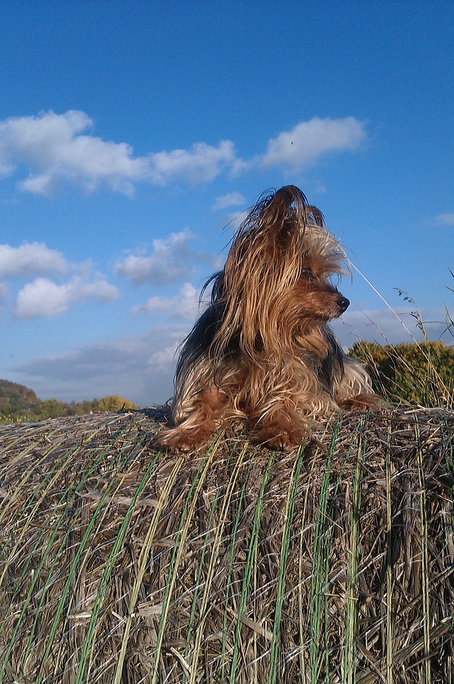 Dog yorkie clouds
