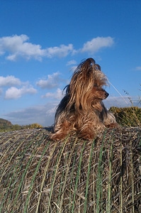 Dog yorkie clouds