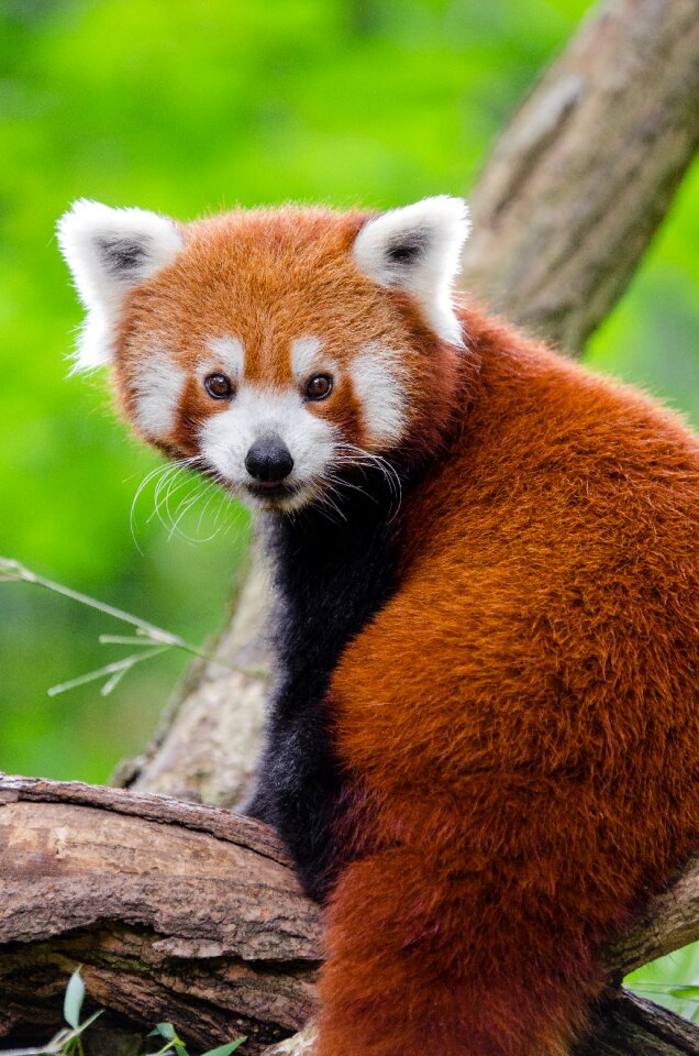 Red Panda on Branch photo