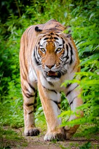Tiger Beside Green Plants Standing on Brown Land during Daytime photo