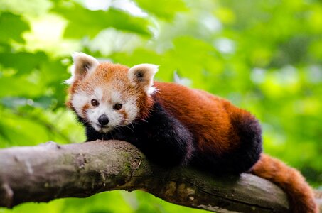 Red Panda on Brown Tree Trunk photo