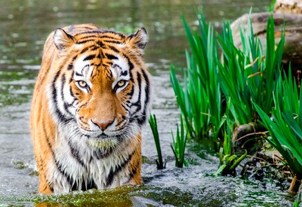 Bengal Tiger Half Soak Body on Water during Daytime photo