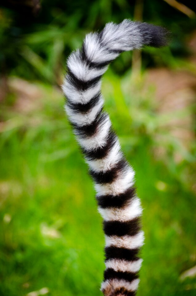 Black and White Animal Tail