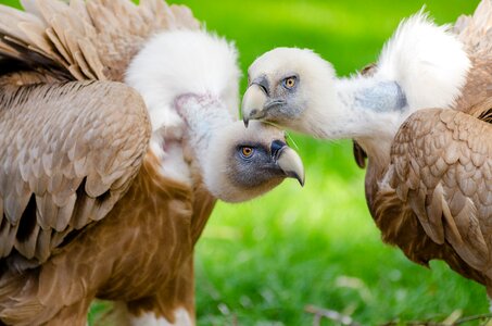 Brown and White Vultures Standing on Grass Field in Close Up Photography during Daytime photo