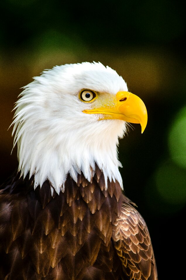 Close Up Photography of Bald Eagle photo