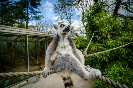 Gray and White Raccoon on Brown Rope
