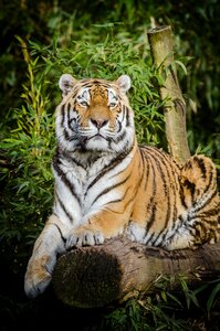 Tiger on Top of Brown Wood Tree Trunk Near Green Plant photo