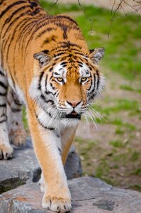 Shallow Focus Lens Photography of Tiger