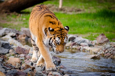 Tiger Near River at Daytime photo