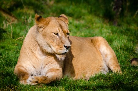 Brown Lioness Laying on Green Grass during Daytime photo