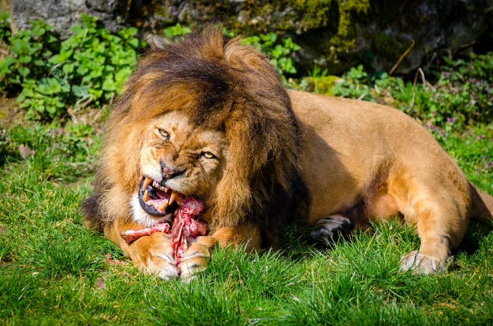Brown Lion Eating Meat photo