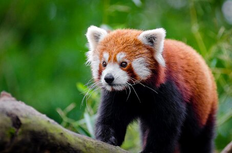 Red Panda on Brown Wood photo