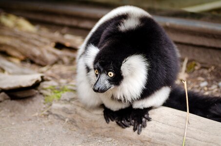 Close Up Photo of Black and White Lemur photo