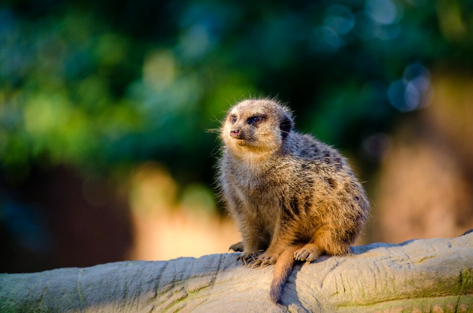 Brown Animal Sitting on Brown Tree Branch