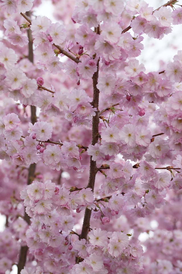 Spring blossom close up