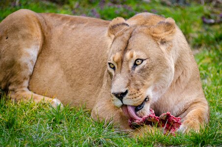 Lioness on Grass Eating photo