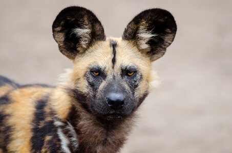 Brown and Black African Wild Dog photo